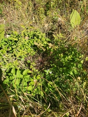 Zizia aurea