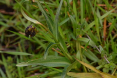 Fritillaria affinis