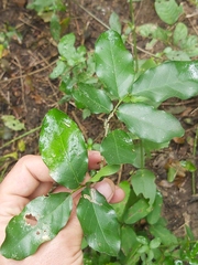 Drypetes mossambicensis