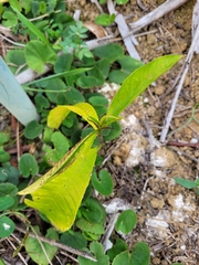 Bertholletia excelsa