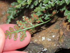Asplenium montanum