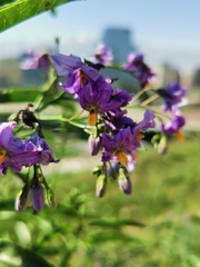 Solanum crispum