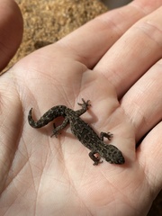 Pachydactylus maculatus