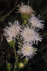 Liatris scariosa