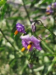 Solanum crispum