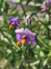 Solanum crispum