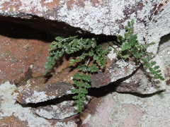 Asplenium montanum