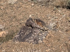 Crotaphytus bicinctores