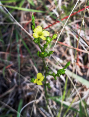 Linum sulcatum