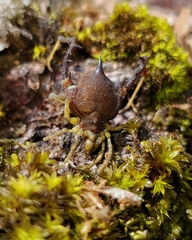 Acanthoprocta pustulata