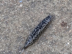 Philomycus carolinianus