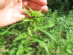 Rhopalomyia capitata