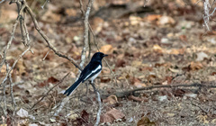 Copsychus albospecularis