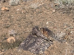 Crotaphytus bicinctores