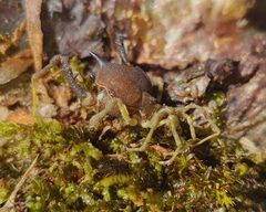 Acanthoprocta pustulata