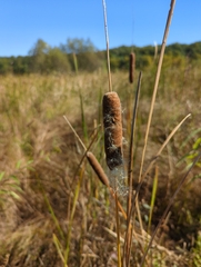 Typha angustifolia