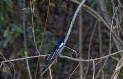 Copsychus albospecularis
