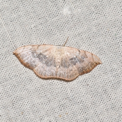 Somatina purpurascens