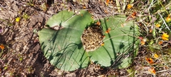 Massonia