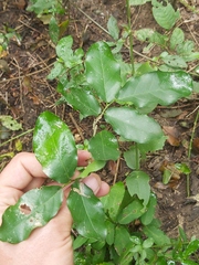 Drypetes mossambicensis