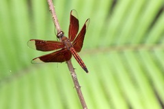 Neurothemis