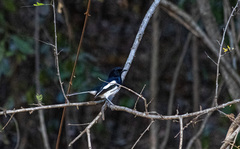 Copsychus albospecularis