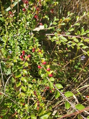 Cotoneaster divaricatus