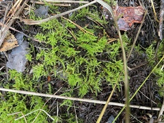 Scorpidium revolvens