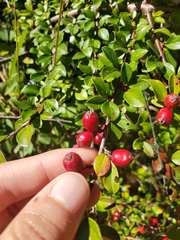 Cotoneaster divaricatus