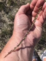 Sporobolus compositus