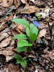 Omphalodes verna