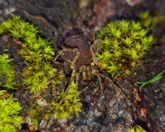 Acanthoprocta pustulata