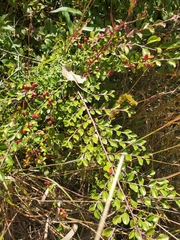 Cotoneaster divaricatus