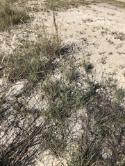 Sporobolus compositus