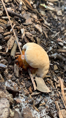 Ganoderma polychromum