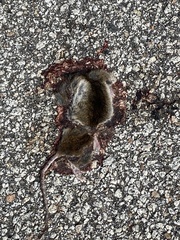 Oryzomys palustris