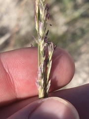 Sporobolus compositus