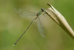 Chalcolestes parvidens