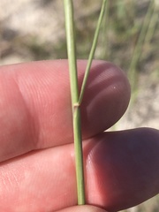 Sporobolus compositus