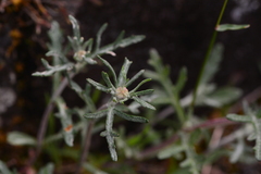 Eriophyllum lanatum