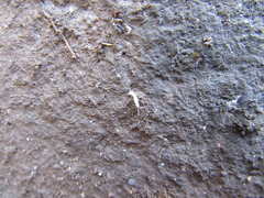 Symphyla