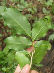 Drypetes mossambicensis