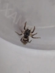 Salticus scenicus