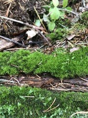 Dicranum montanum