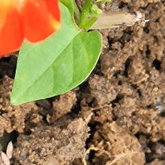 Ipomoea coccinea