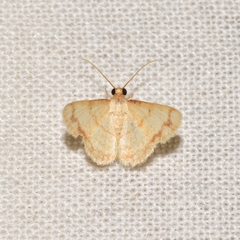 Lepidoptera