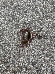 Oryzomys palustris