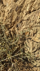 Brickellia californica