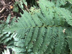 Dryopteris goldieana