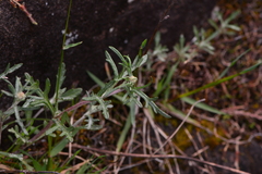 Eriophyllum lanatum
